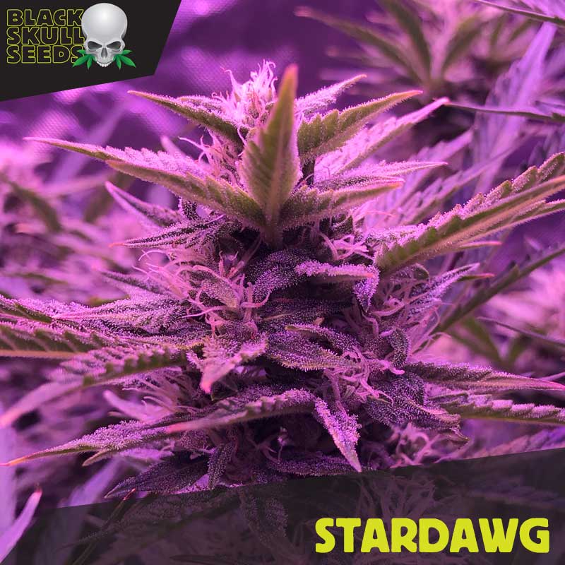 (image for) Stardawg